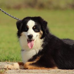 Chloe - Miniature Australian Shepherd