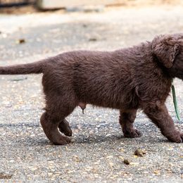 Boy 1 - Brown male Chesapeake Bay Retriever puppy in Newnan, Georgia from Laurelwood Chesapeakes