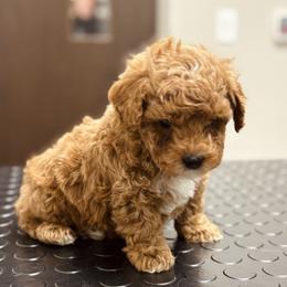 Bernedoodle, Goldendoodle, and Poodle Puppies from 4goldendoodles
