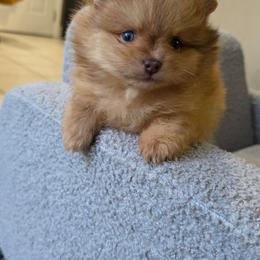 Garfield - Lavender male Pomeranian puppy in Santa Ana, California from Legacy Pomeranian of Orange County