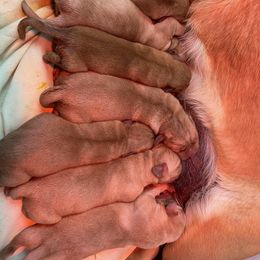 Labrador Retriever Puppies from Triple Ridge Labs