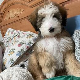 Koda - Bernedoodle