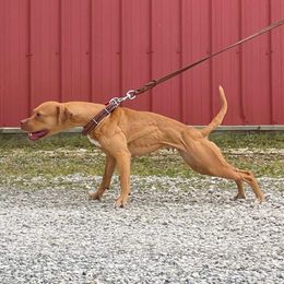 Cinder - American Pit Bull Terrier