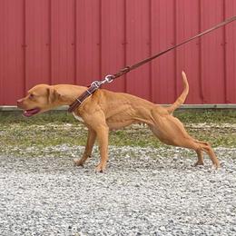Cinder - American Pit Bull Terrier