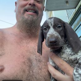 Puppy - White and liver male German Shorthaired Pointer puppy in New Bedford, Massachusetts from Foot Hunter Kennel