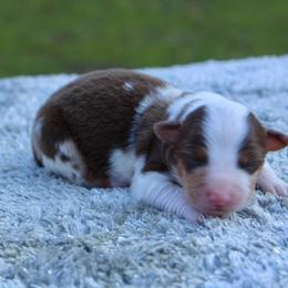 Kai - Red merle male Toy Australian Shepherd puppy in Bauxite, Arkansas from J and B Mini Aussies