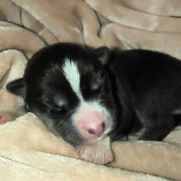 Artemis - Black and white female Siberian Husky puppy in Richland, Mississippi from Feazell’s Siberian Huskies