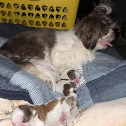 Shih Tzu Puppies from Wood Foo Breeders