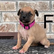 Girl 3 - Black Mouth Cur puppy in Tennessee from Narrow Road Farm