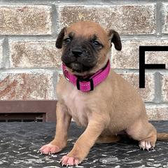 Girl 3 - Black Mouth Cur puppy in Tennessee from Narrow Road Farm