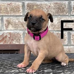 Girl 3 - Black Mouth Cur puppy in Tennessee from Narrow Road Farm