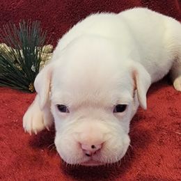 Princess Peaches - White Boxer puppy in Wisconsin from Baja Boxers