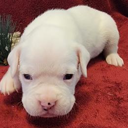 Princess Peaches - White Boxer puppy in Wisconsin from Baja Boxers