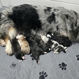 Cardigan Welsh Corgi puppies from Savages Low riders