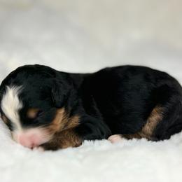 Remy - Tri-color female Bernedoodle puppy in Sugarcreek, Ohio from Cuddly Companion Doodles
