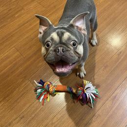 Nekku - Blue male French Bulldog puppy in Riverside, California from Downtown Doodles & Frenchies