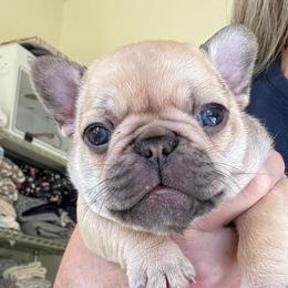Peaches - Fawn female French Bulldog puppy in Redway, California from Lost Coast French Bulldogs
