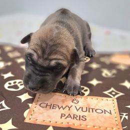 Orange Boy - Fawn male Vietnamese Phu Quoc Ridgeback puppy in Palmdale, California from Vietnamese Phu Quoc Ridgeback Dogs of Southern California