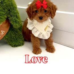 Love - Red female Cavapoo puppy in Buford, Georgia from Petite Posh Puppies