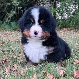 Green collar - Black tan and white male Bernese Mountain Dog puppy in Harrisburg, North Carolina from Bunn Ranch Goldens & Bernese