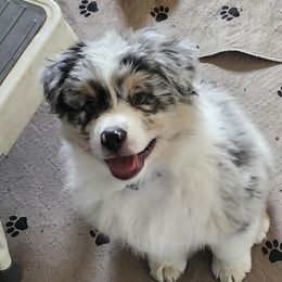 Elliot - Blue merle male Australian Shepherd puppy in Albany, Oregon from Red Cloud Australian Shepherds and DeGray Great Danes & Bulldogs