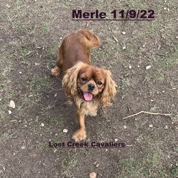 Merle - Cavalier King Charles Spaniel