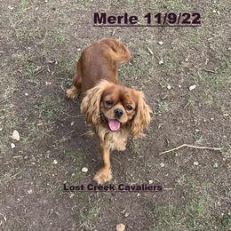 Merle - Cavalier King Charles Spaniel