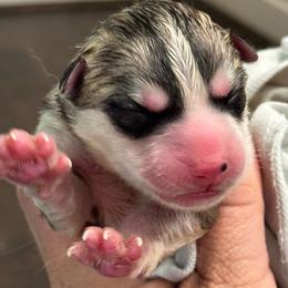 Male 2 - Gray and white male Siberian Husky puppy in Virginia from WJKennels
