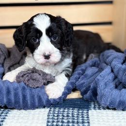 Chevelle - Black and chalk female Australian Labradoodle puppy in Decatur, Alabama from Southern Meadows Doodles