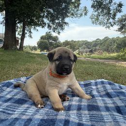 Sarge - Fawn male Anatolian Shepherd Dog puppy in Starr, South Carolina from Home with Havanese