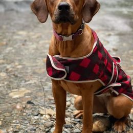 Rhodesian Ridgeback Puppies from Supernova Ridgebacks