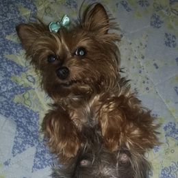 Yorkshire Terriers from Julie's Yorkie Pups