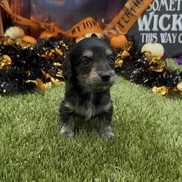 Black and Cream Brindle Longhair - Black and cream male Dachshund puppy in Killeen, Texas from Southern Dachshunds