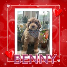 Benny - Caramel male Australian Labradoodle puppy in Citrus Heights, California from Elite Blend Labradoodles