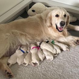Female - Light golden female Golden Retriever puppy in Myakka City, Florida from MC Goldens