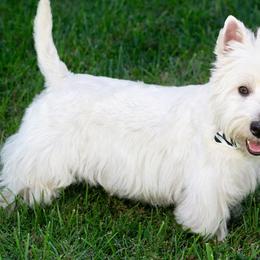 West Highland White Terriers from Wagglesworth Westies