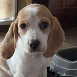 Beagles from Beagles on the Run