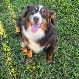 Shasta - Red tri female Miniature Australian Shepherd puppy in Dowagiac, Michigan from Wrightway Wigglebutts