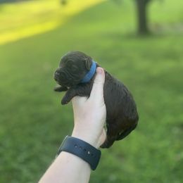 Brownie - Brown and tan male Cockapoo puppy in Albany, Kentucky from Windy Pines Farm