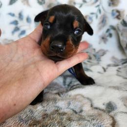 Roman - Black and rust male Doberman Pinscher puppy in Robinson, Pennsylvania from Makkr Ridge Dobermans LLC