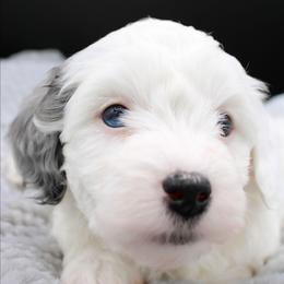 Nerd - White male Havapoo puppy in Hendersonville, North Carolina from Grayfinn House