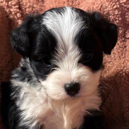 Opie - Black and white male Aussiedoodle puppy in Missouri from Mini AussieDoodles on Meadow Lane
