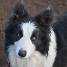 Lobo - Border Collie