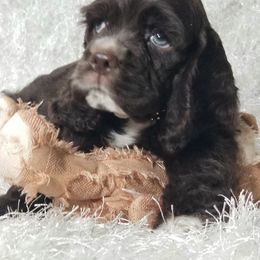 HUNTER - Brown and white male Cocker Spaniel puppy in Byram, Mississippi from Chloe's Cocker Spaniels