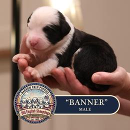 Banner - Gray and white male Old English Sheepdog puppy in Cleveland, Tennessee from Narrow Path Old English & Sheepadoodles