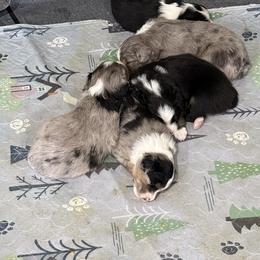Miniature Australian Shepherd Puppies from Lil’ Bit Farms