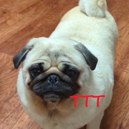 Stella - Pug