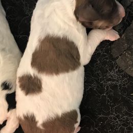 Poodle Puppies from PaintersPreciousPoodles