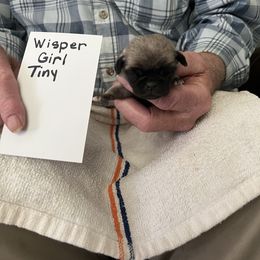 Wisper - Fawn female Pug puppy in Lexington, Alabama from Cook Grandy