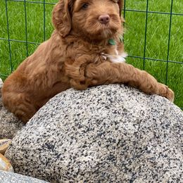 Australian Labradoodle Puppies from Cascade Canyon Labradoodles